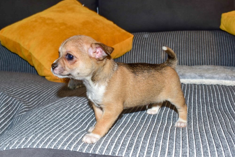 Chihuahua fêmea disponível