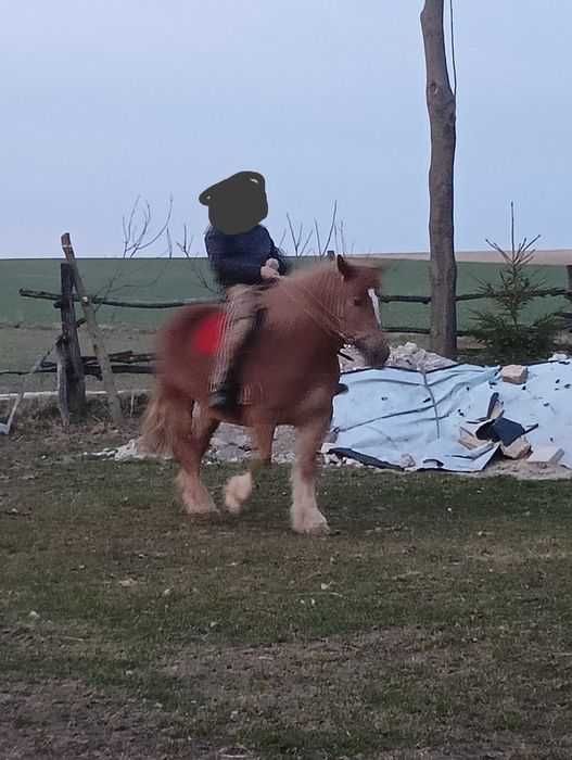 Klacz zimnokrwista spokojna