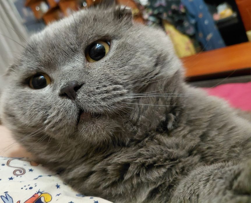 Животные Отдам  кот