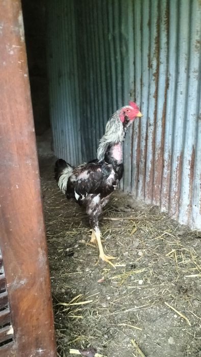 Ovos galo indio ... Desponiveis