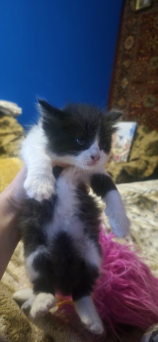 Отдам домашних котят