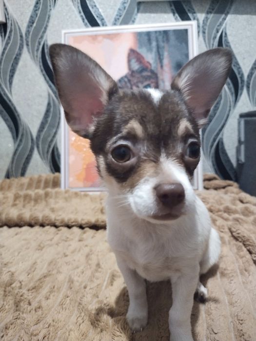 Продам цуценят чіхуашечєк