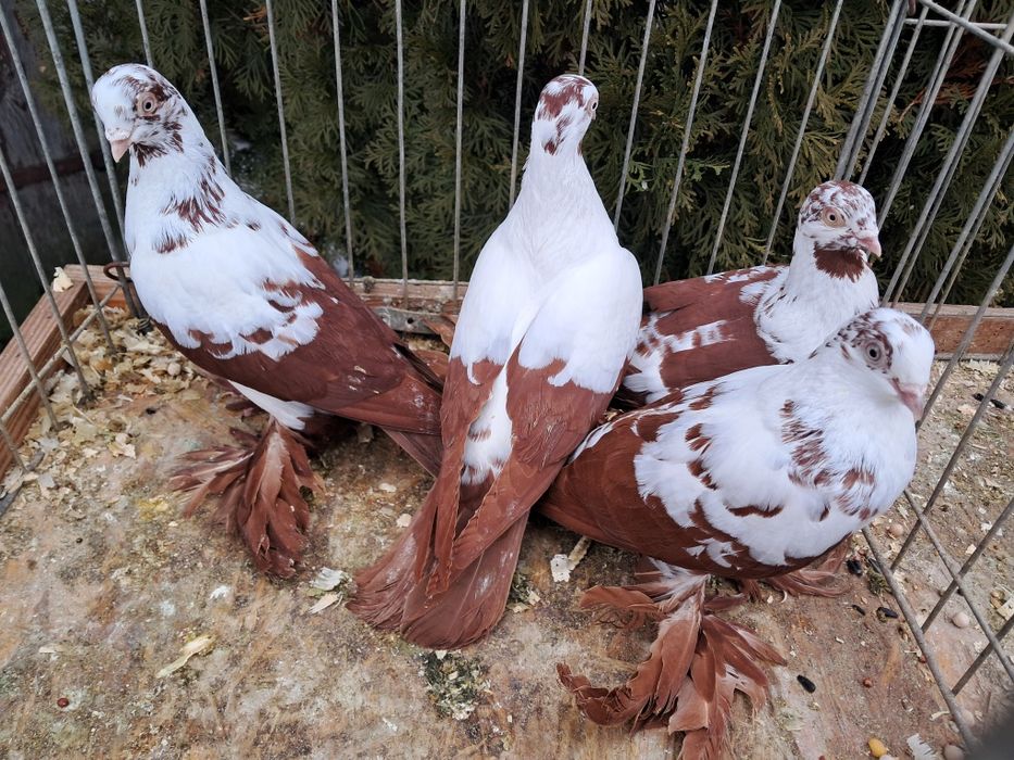 Widyny czerwone  samce I samice