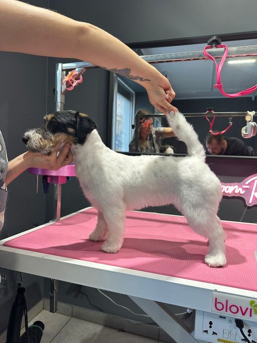 Jack Russell terrier