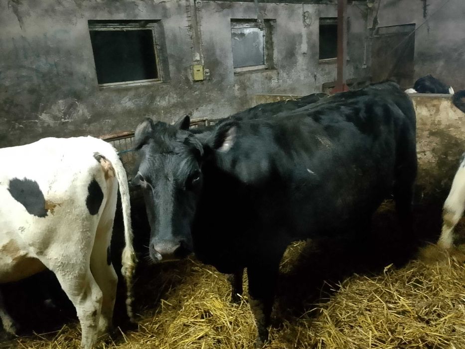 Jałówka wysokocielna