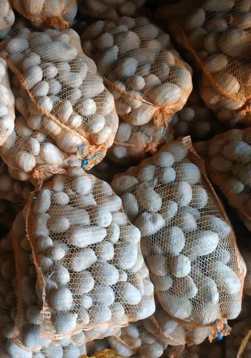 Ziemniaki  Jadalne  Soraya Owacja