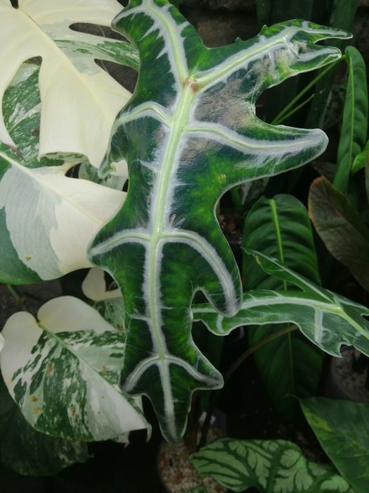 Алоказия много сортов. Нобилис, блек стем, лонгилоба пёрпл.