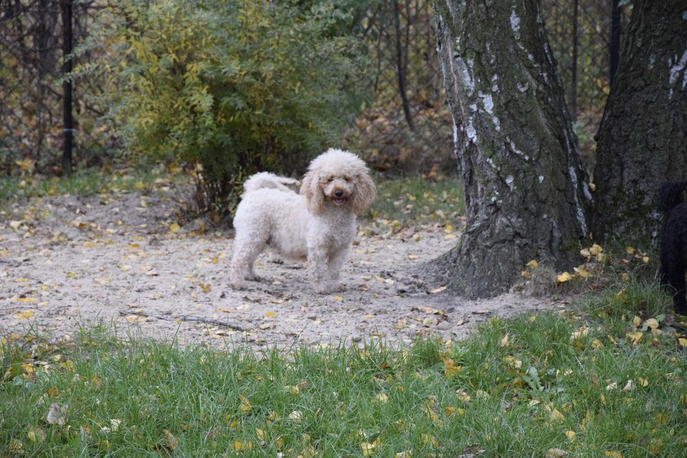 Pudelek toy sunia UMA toy red brown