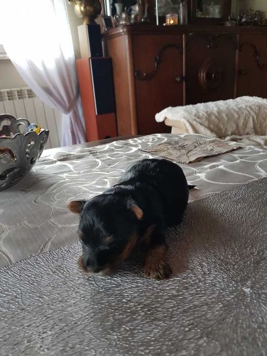 York czarno złoty piesek