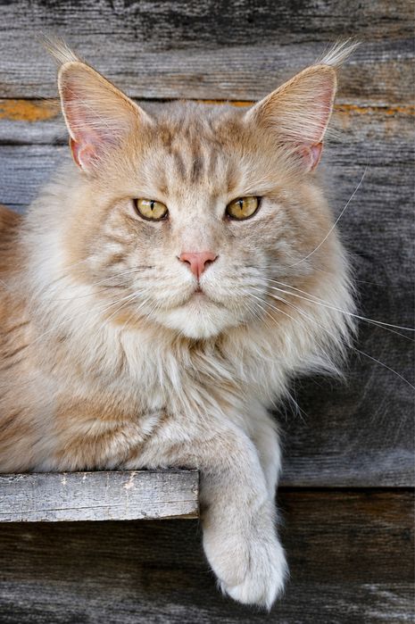 Maine Coon reproduktor krycie FPL kolor ds