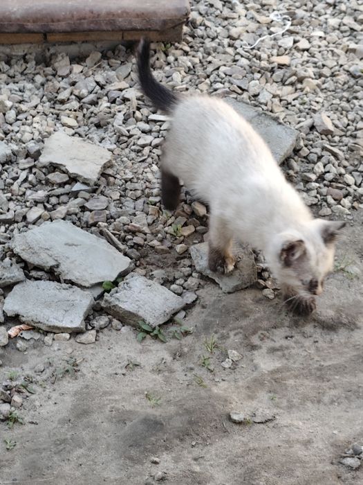 Віддам в хороші руки кошеня