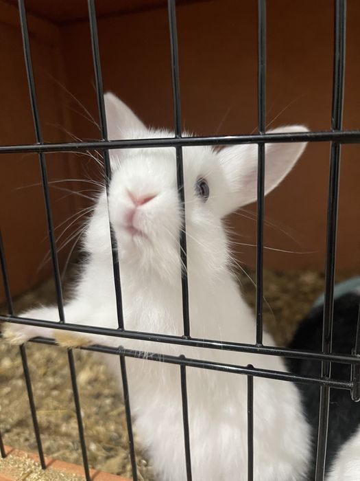 Vendo coelhos mini toy holandês