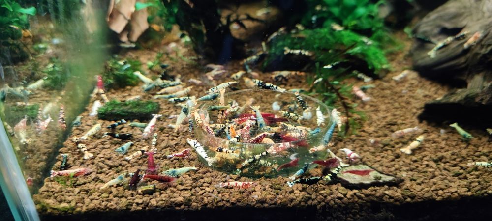 Krewetki Caridina mix hybrydy. Taiwan, bee, tiger, taitibee