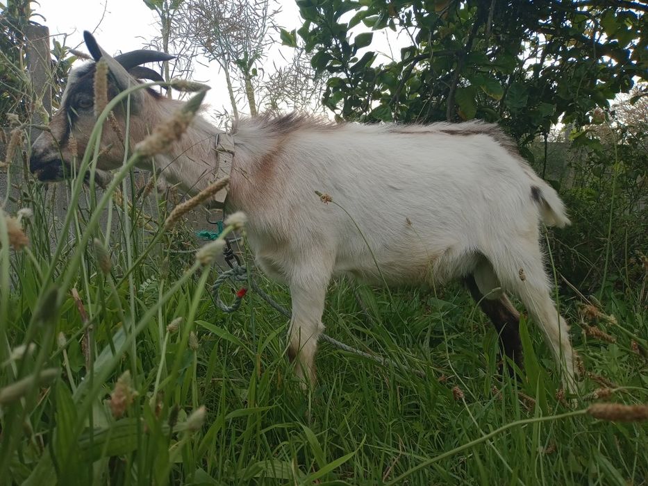 Cabrito macho 6 meses