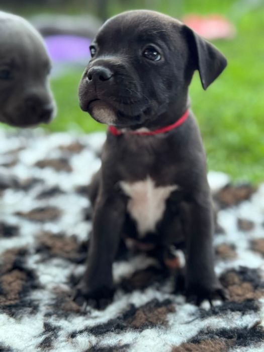 Staffordshire Bull Terrier