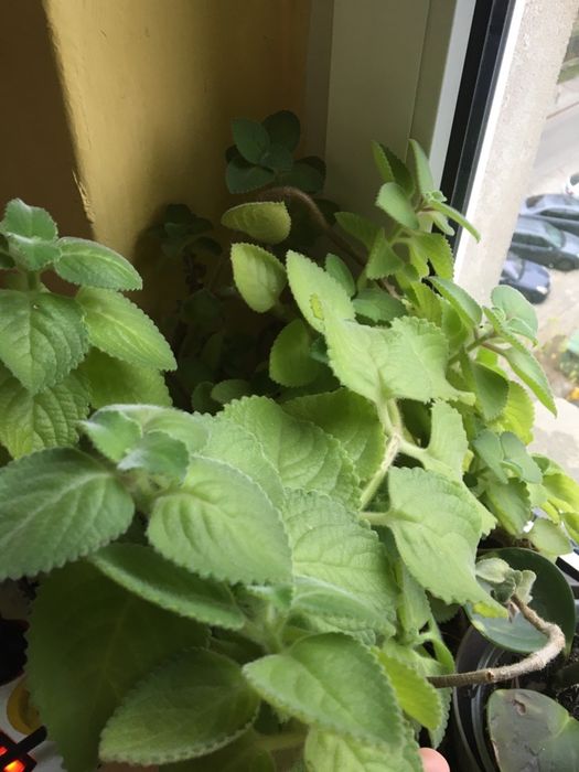 Mięta meksykańska/ oregano kubańskie