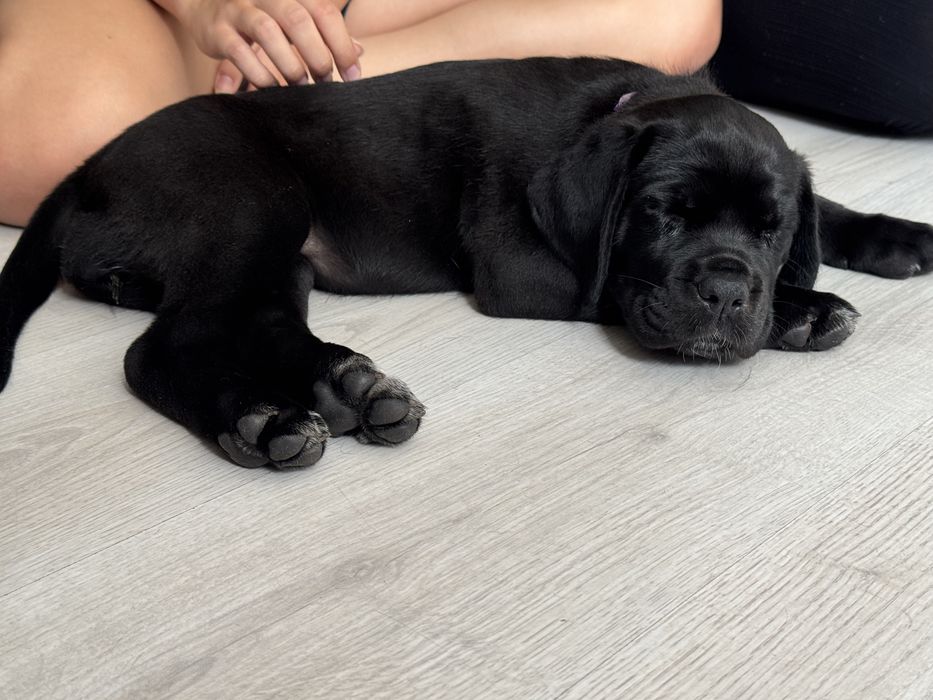 Cane corso suczka gotowa do nowego domku