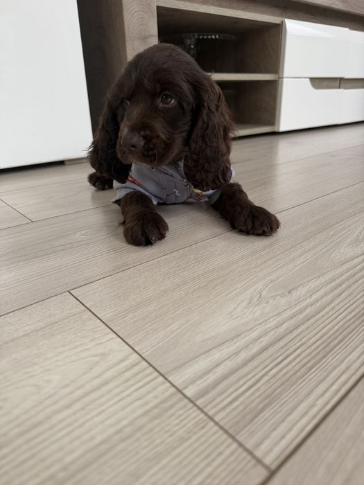 Cocker Spaniel  Angielski Piesek