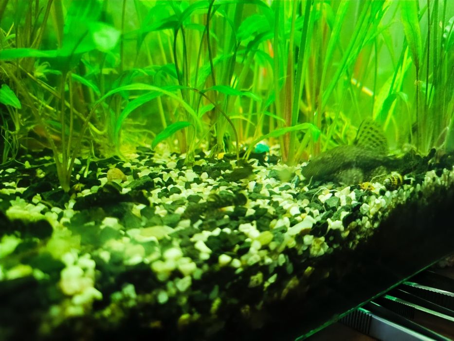 Glonojady zbrojniki kolumbijski