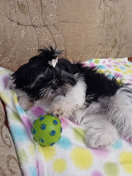 Shih-tzu sprzedam