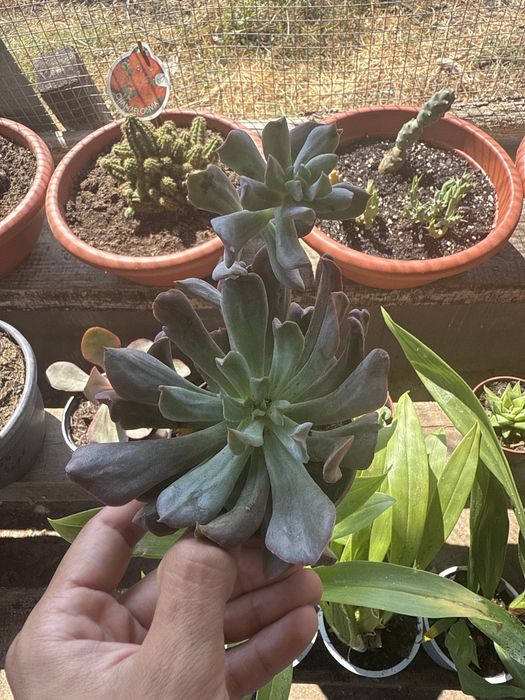 Catos & Suculentas & Orquideas