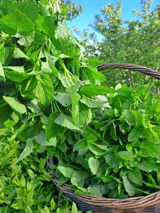 Pokrzywa z melisa susz mix 40g