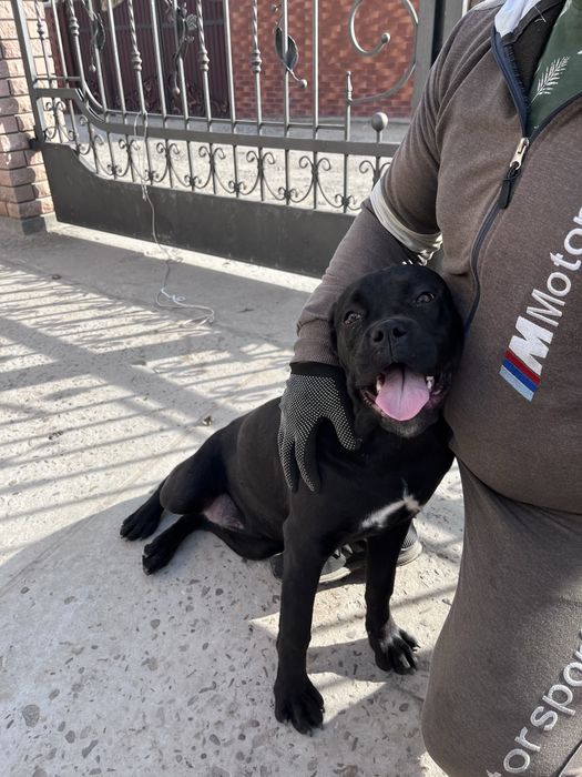 Кане корсо дівчинка підрощена