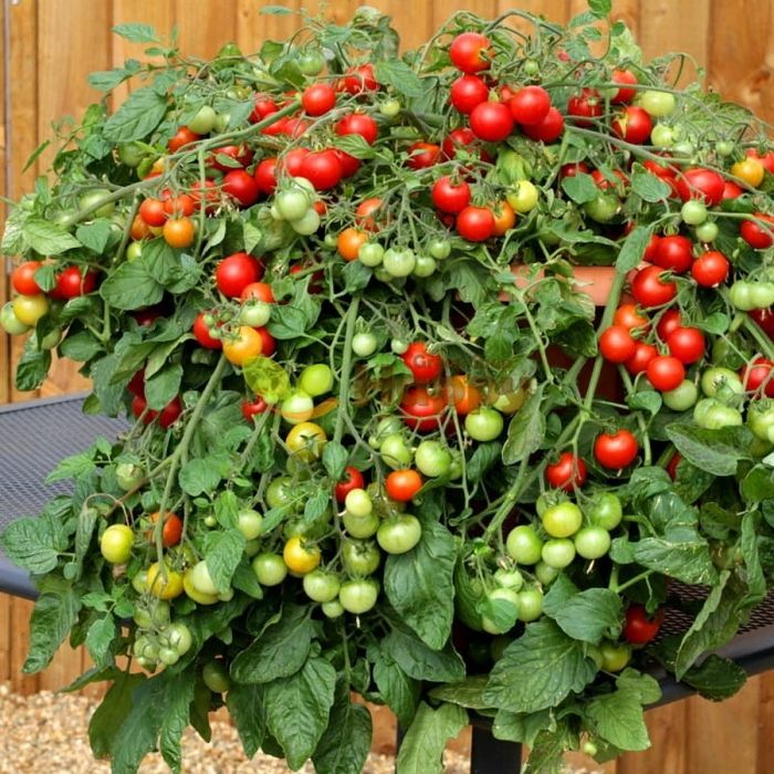 DUŻE Sadzonki pomidorów