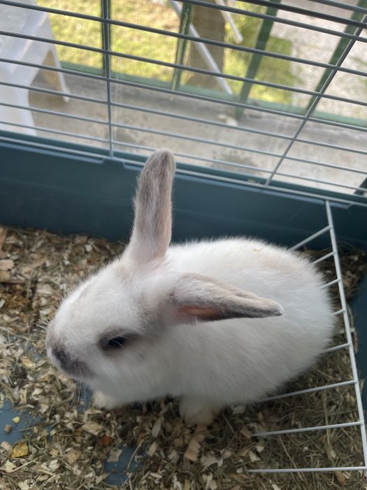 Vende se coelhos de raça