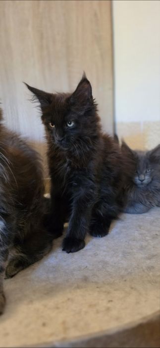 Koteczka Maine Coon