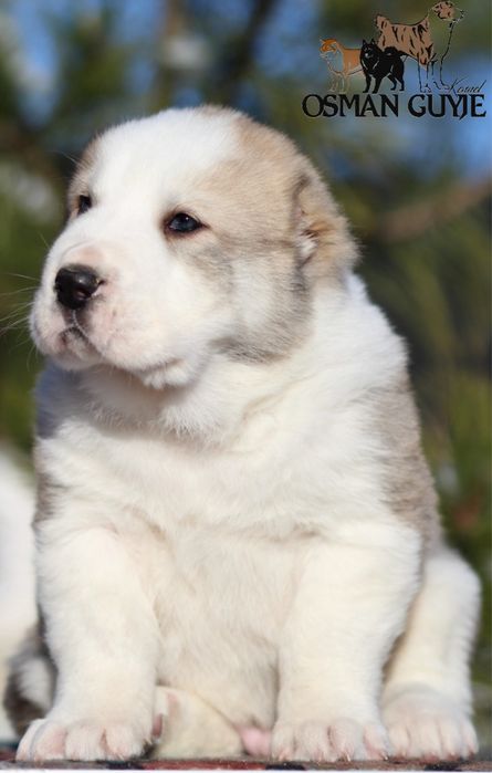 Крупний хлопчик САВ Середньоазіатської вівчарки алабай