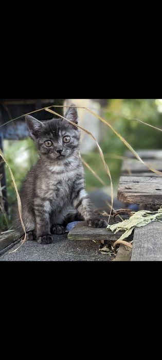 Кошенята кіт і кішка