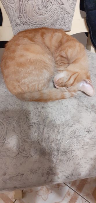 Рудий кіт безкоштовно