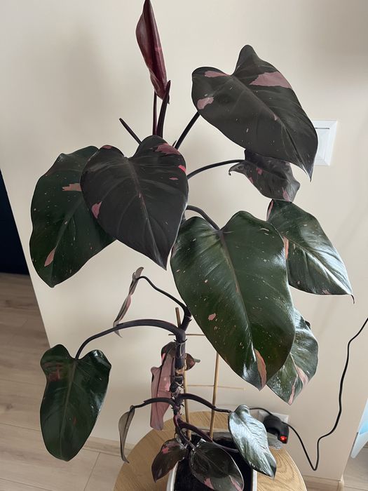 Filodendron Pink Princess