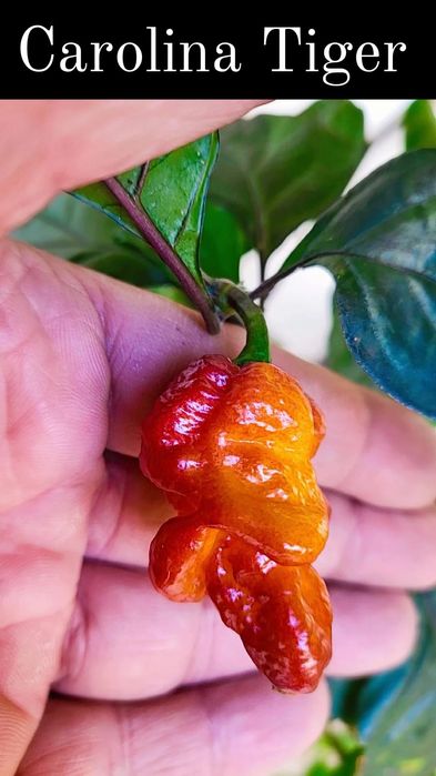 Vendo sementes de malaguetas raras muitas variedades