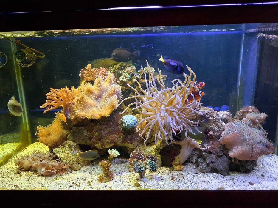 Peixes de agua Salgada