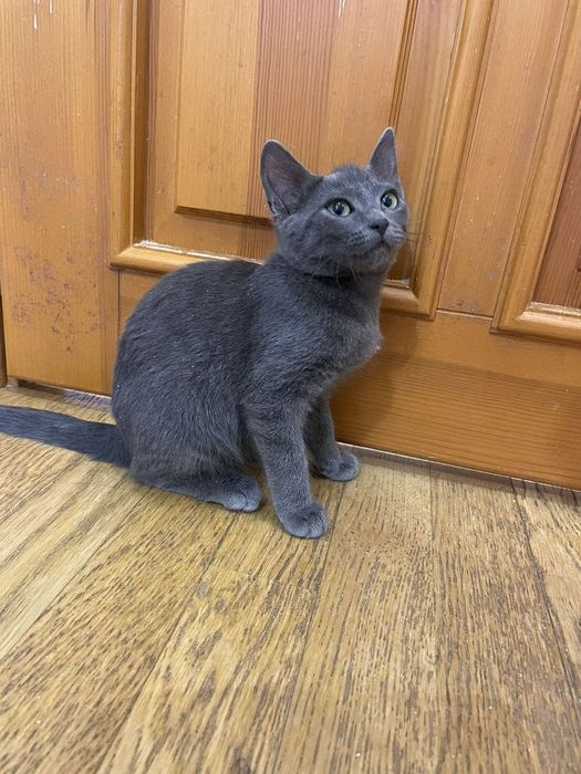 Харків. Перетримка для коттиків.