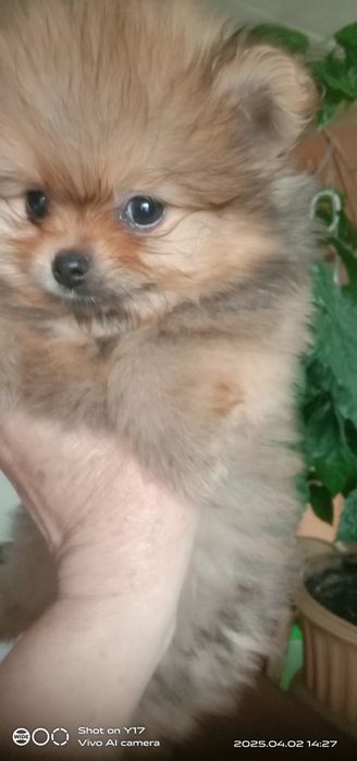 Цуценята Померанський шпіц.