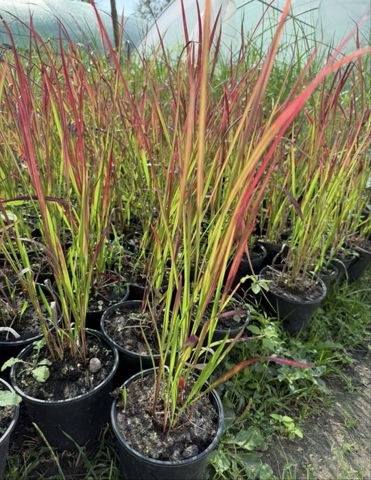 imperiata cylindryczna red baron 2 litry doniczka