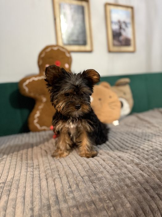 Yorkshire Terrier – śliczny szczeniak gotowy na zmiane domku
