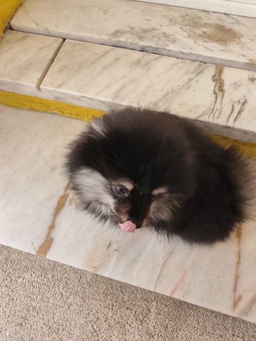 Spitz Alemão anão
