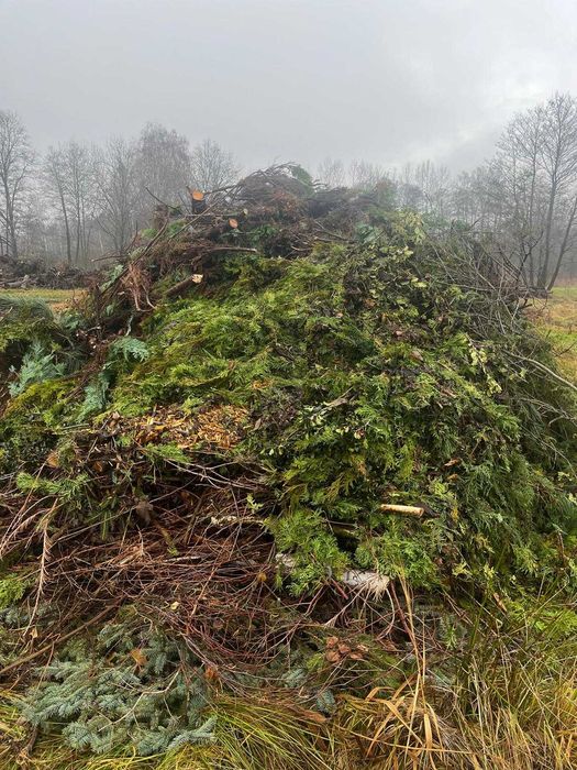 wywóz korzeni karpiny gałęzi drzew biomasa recykling