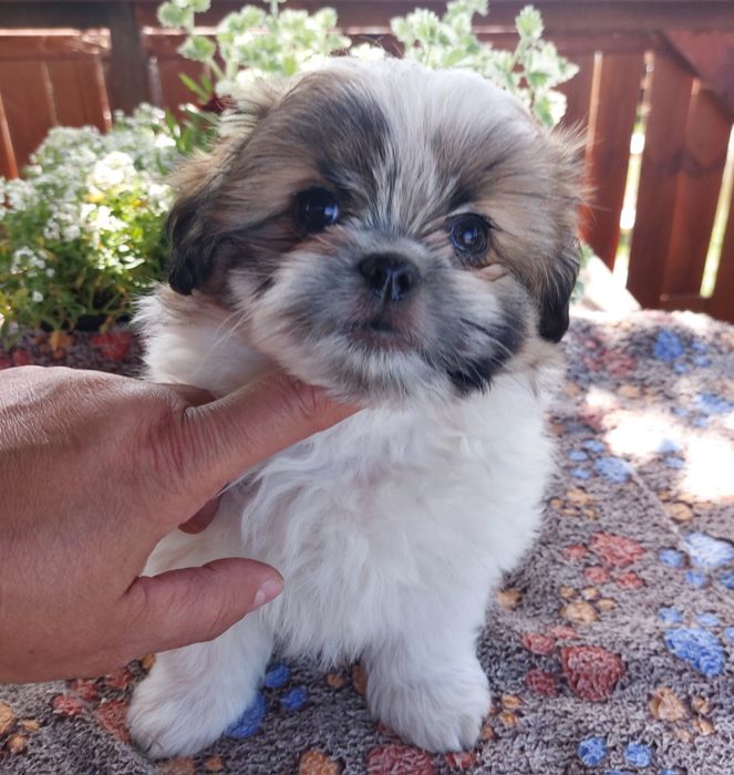 Chłopiec Shih-tzu