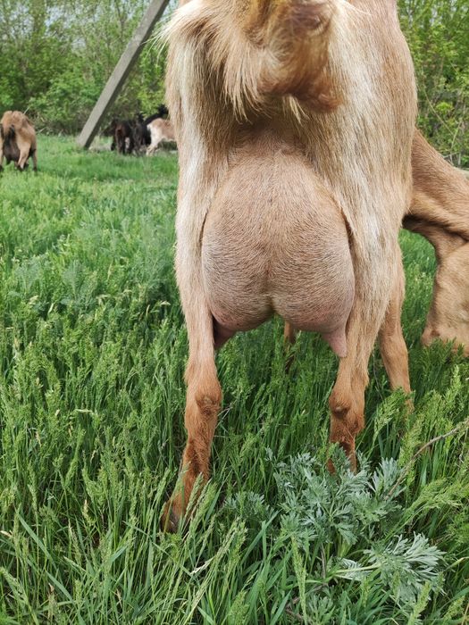 Продам коз дойних