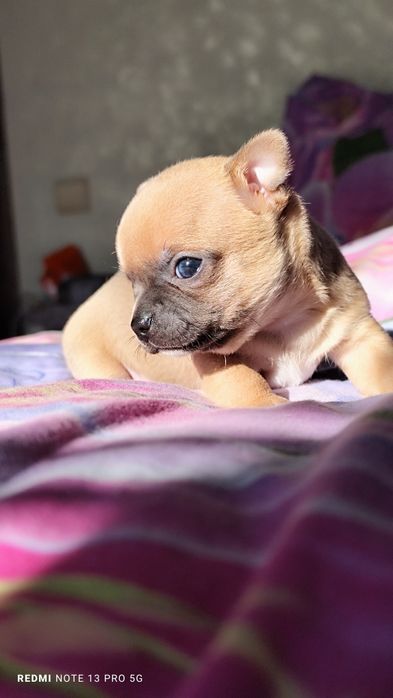 Хлопчик чихуахуа