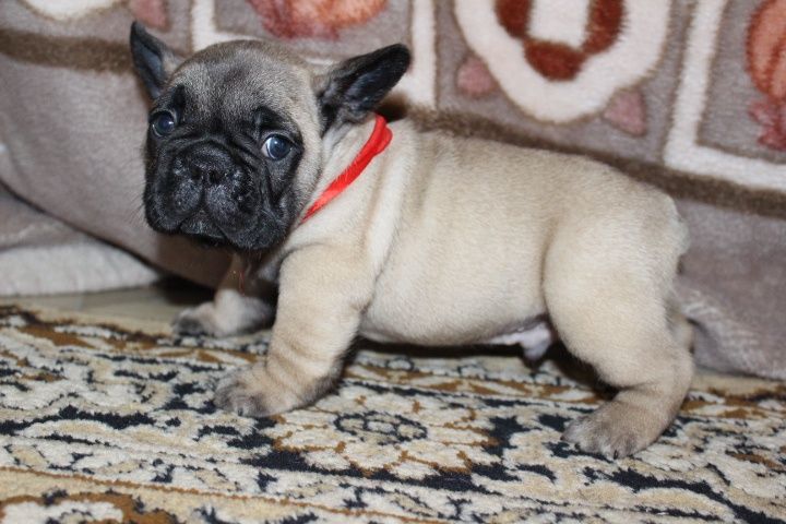 Французский бульдог Мальчики красные и палевые Одесса