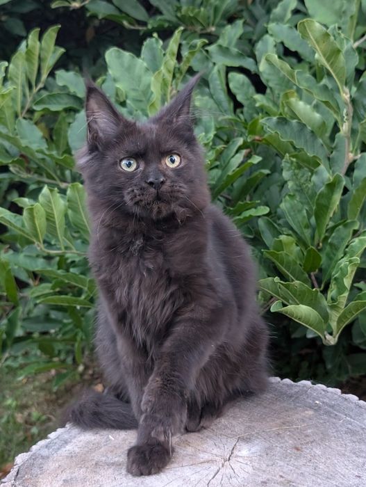 Czarny kocurek Maine Coon Zapraszamy