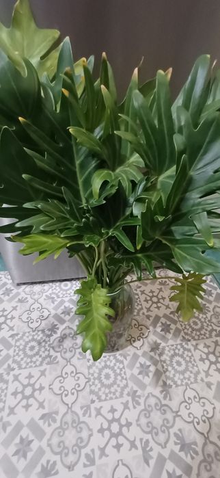 Philodendron Xanadu