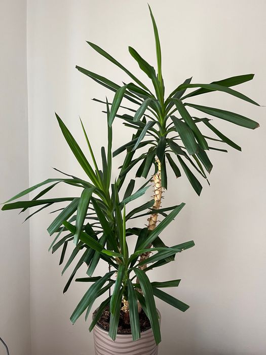 Juka kwiat doniczkowy ok 150 cm