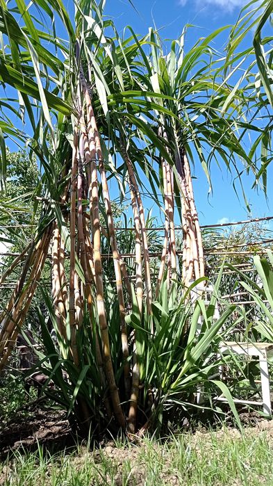 Cana de açúcar (molhos) [VER DESCRIÇÃO]